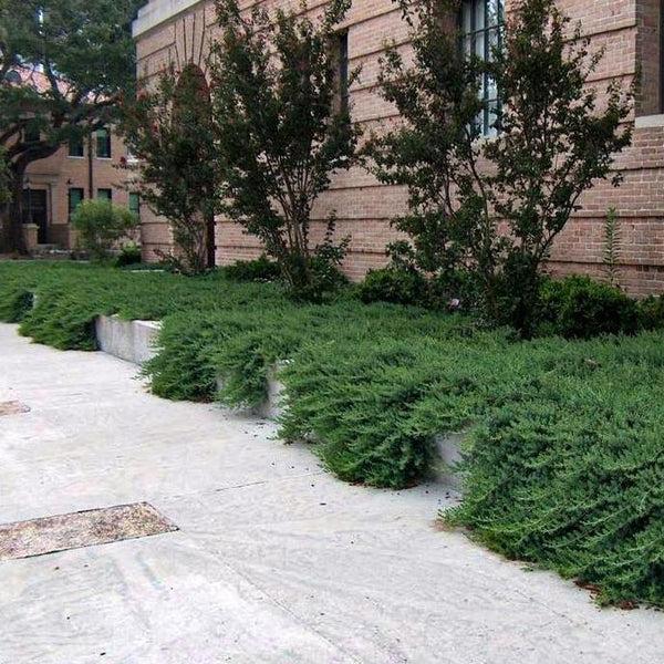 Juniperus Conferta 'blue Pacific' - View 23 from www redcrocus com