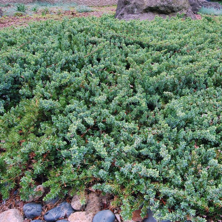 Juniperus Conferta 'blue Pacific' - View 24 from www redcrocus com