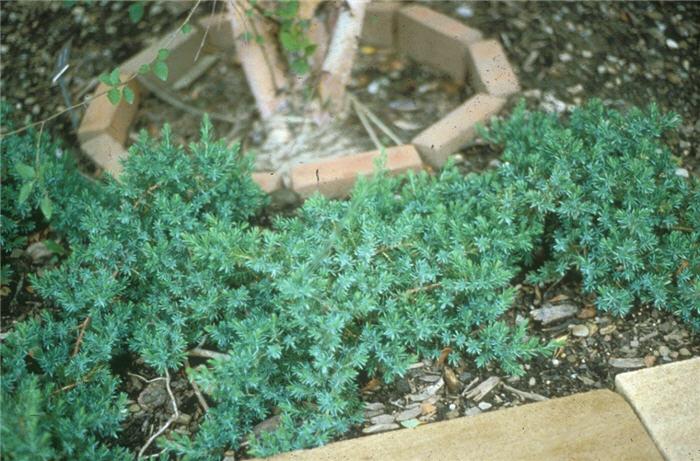 Juniperus Conferta 'blue Pacific' - View 25 from www redcrocus com