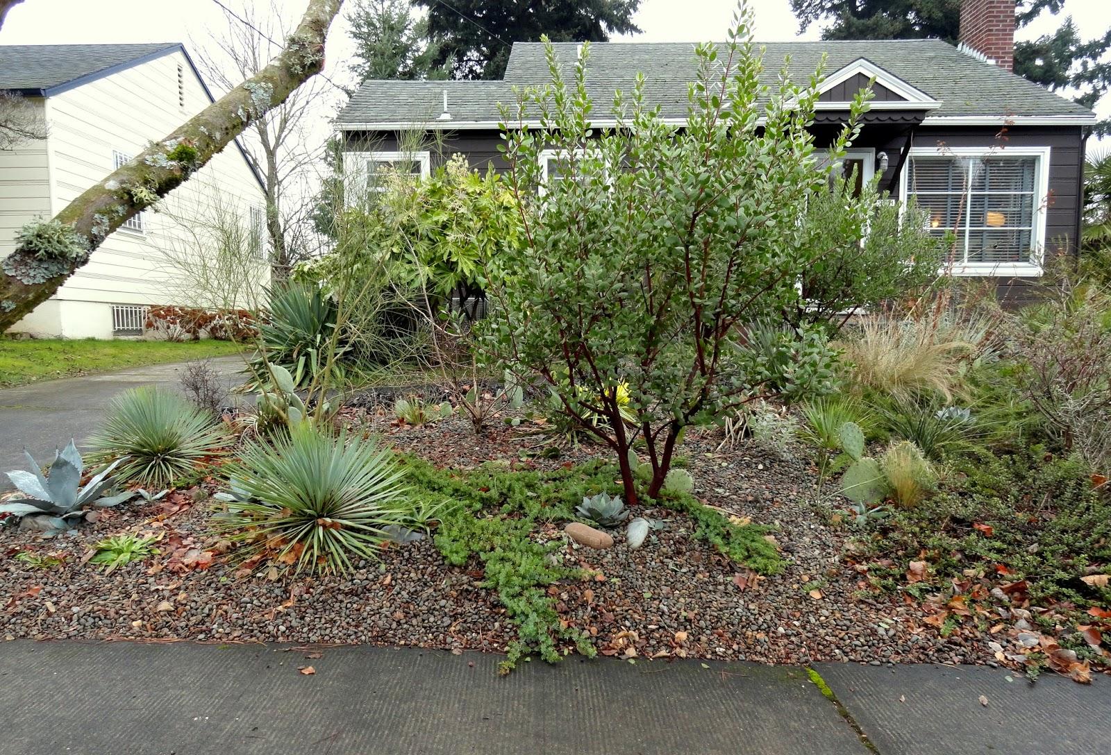 Juniperus Conferta 'blue Pacific' - View 26 from www redcrocus com