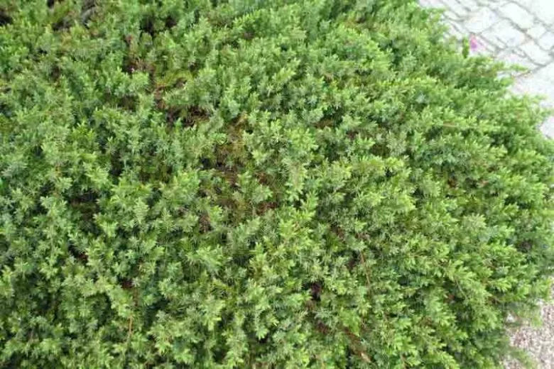 Juniperus Conferta 'blue Pacific' - View 29 from www redcrocus com