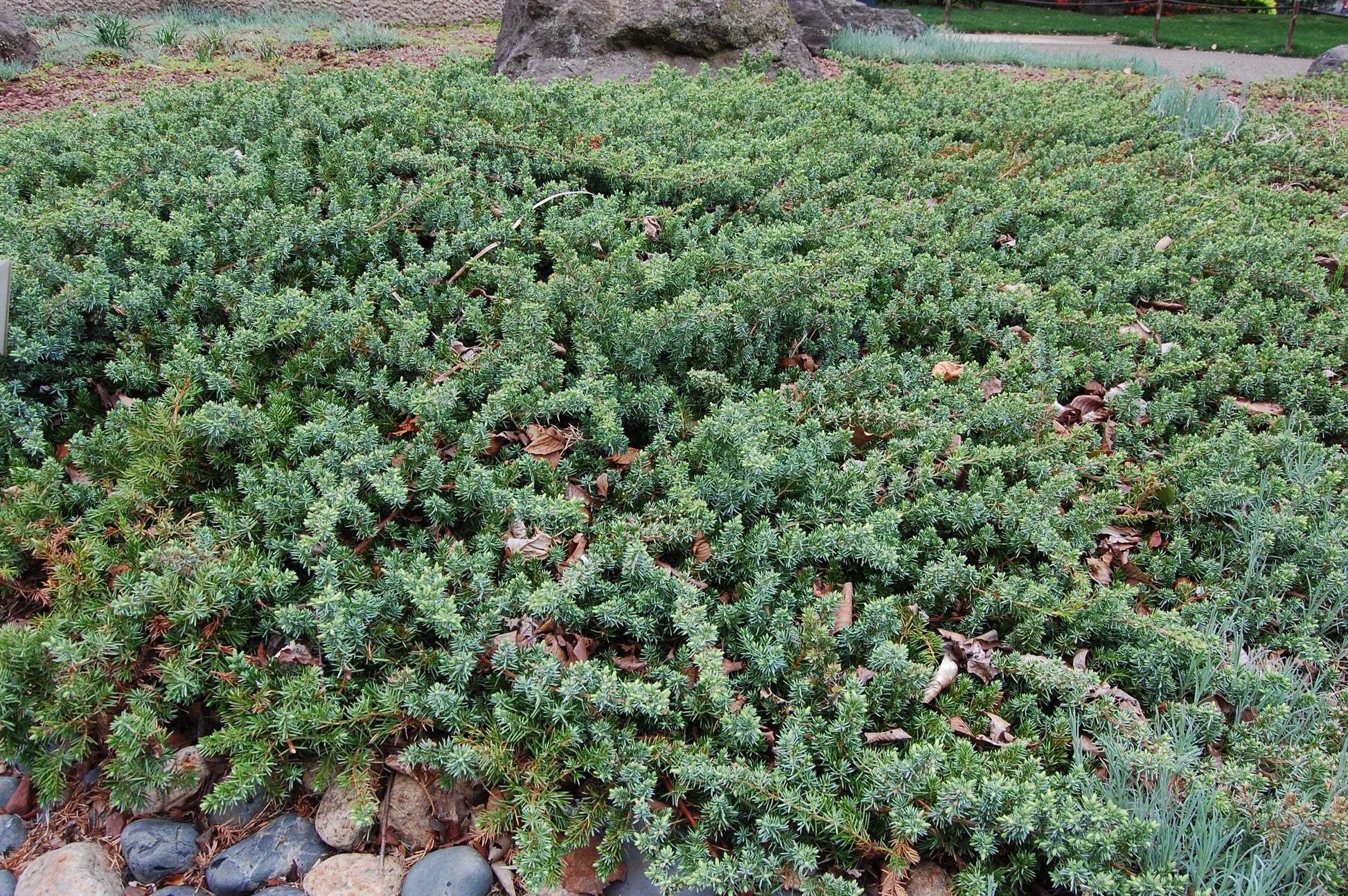 Juniperus Conferta 'blue Pacific' - View 2 from www redcrocus com