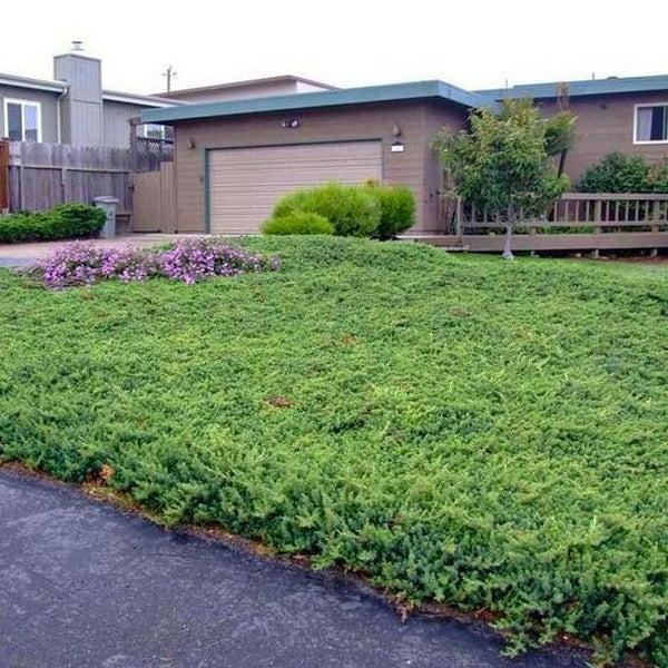Juniperus Conferta 'blue Pacific' - View 30 from www redcrocus com