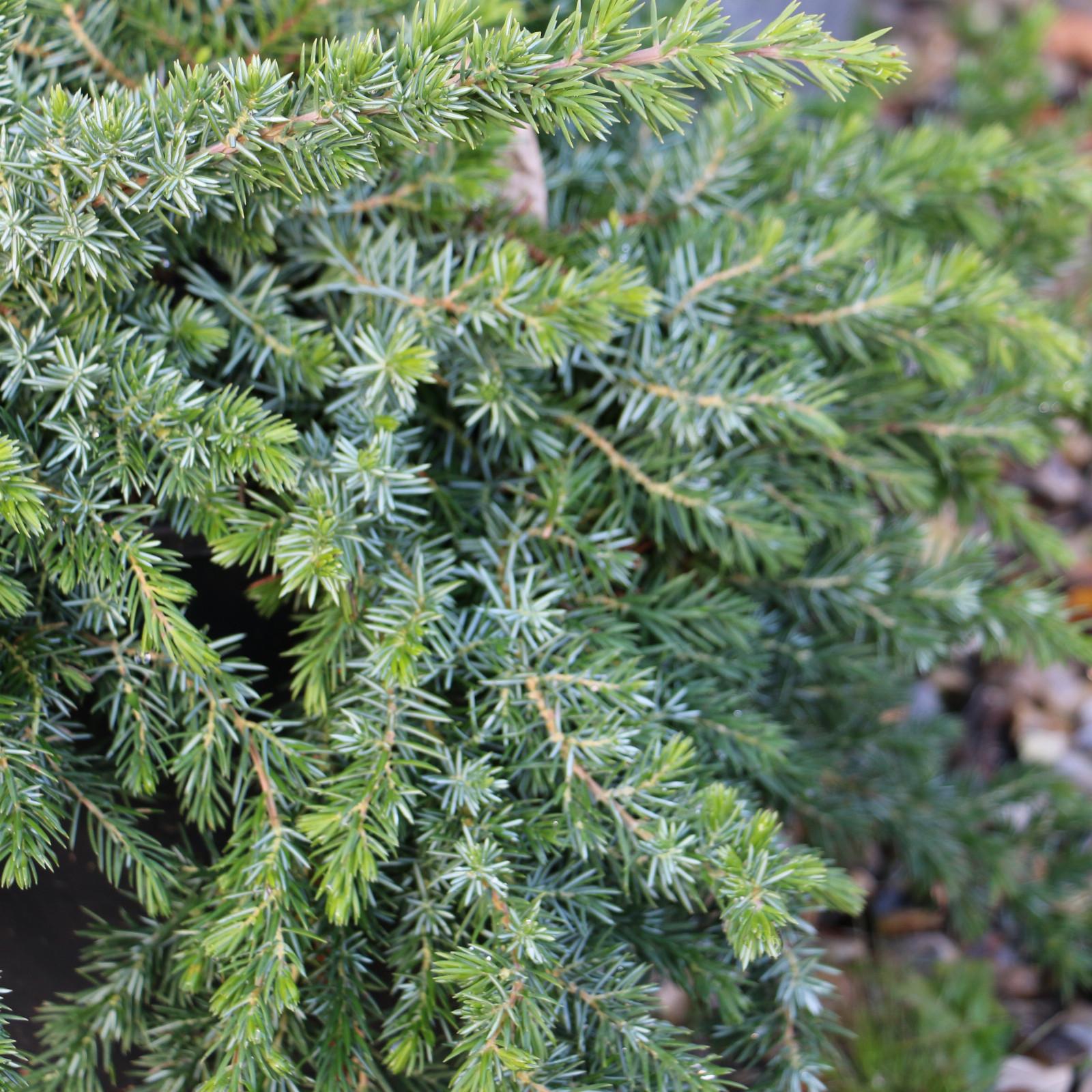 Juniperus Conferta 'blue Pacific' - View 31 from www redcrocus com
