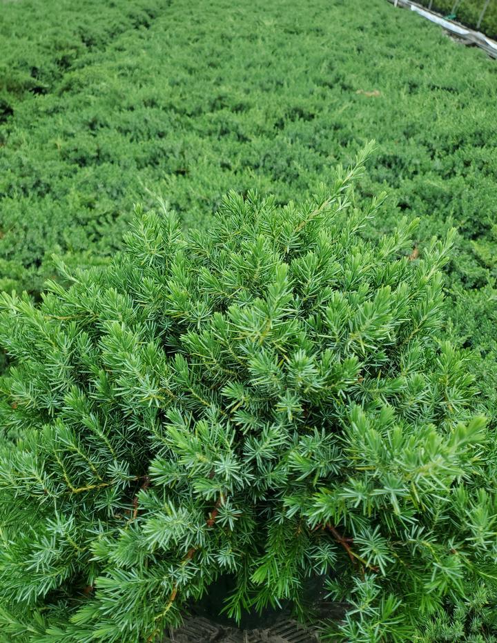 Juniperus Conferta 'blue Pacific' - View 33 from www redcrocus com