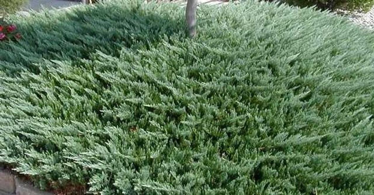 Juniperus Conferta 'blue Pacific' - View 34 from www redcrocus com
