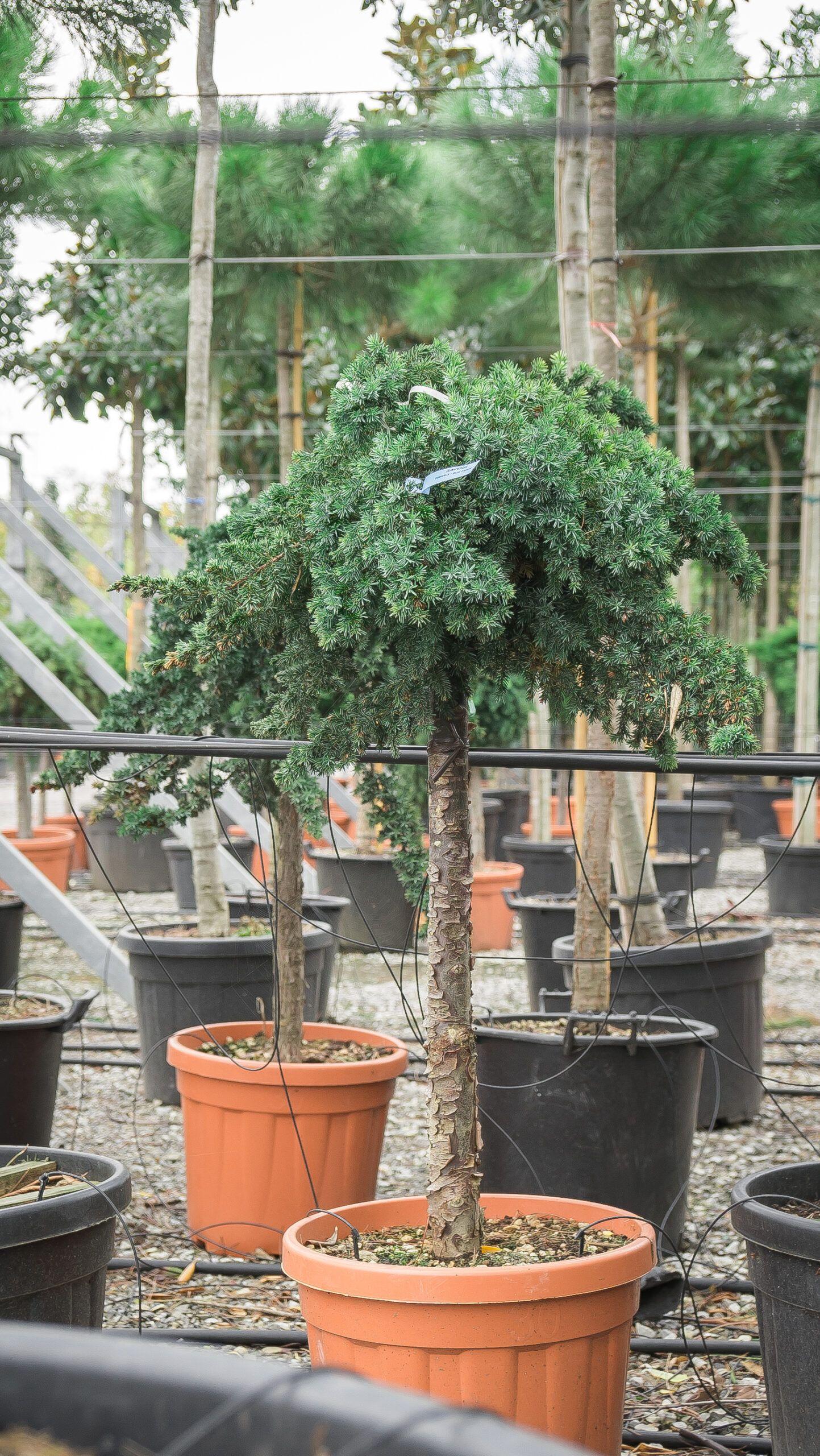 Juniperus Conferta 'blue Pacific' - View 35 from www redcrocus com