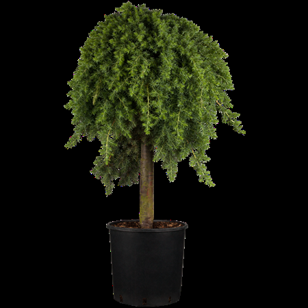Juniperus Conferta 'blue Pacific' - View 36 from www redcrocus com