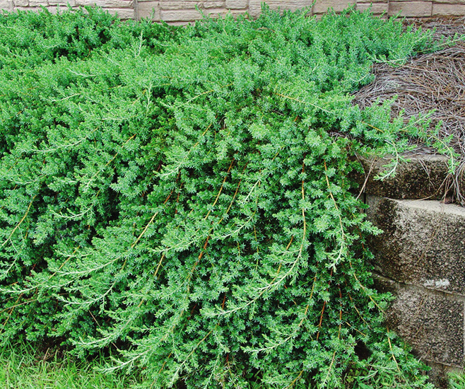 Juniperus Conferta 'blue Pacific' - View 38 from www redcrocus com