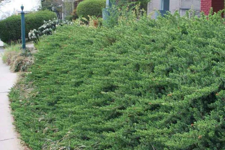 Juniperus Conferta 'blue Pacific' - View 3 from www redcrocus com