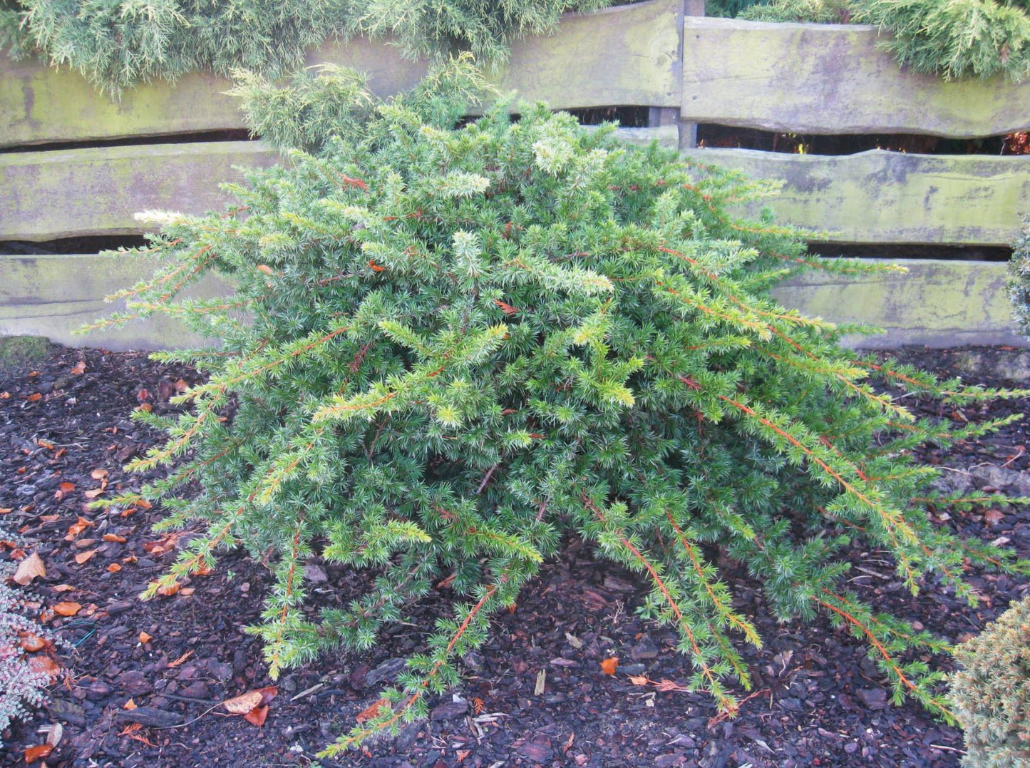 Juniperus Conferta 'blue Pacific' - View 4 from www redcrocus com