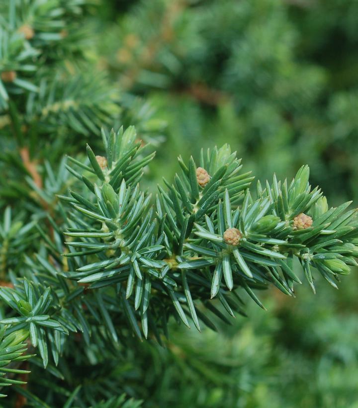 Juniperus Conferta 'blue Pacific' - View 5 from www redcrocus com