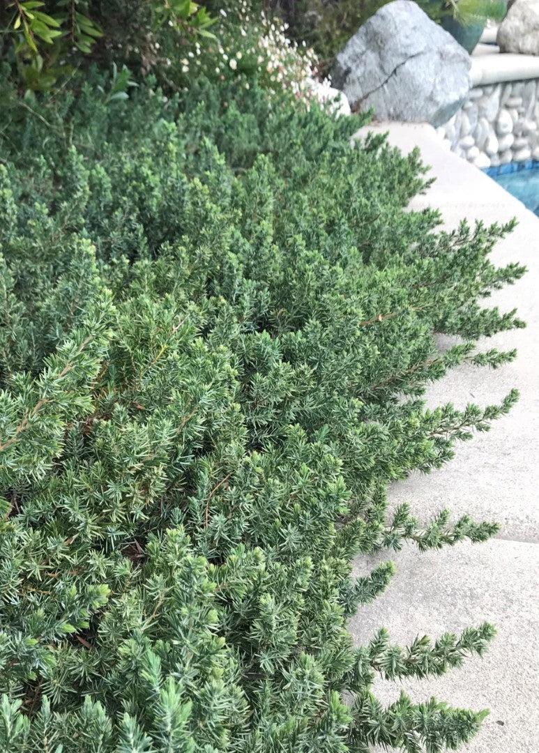 Juniperus Conferta 'blue Pacific' - View 6 from www redcrocus com