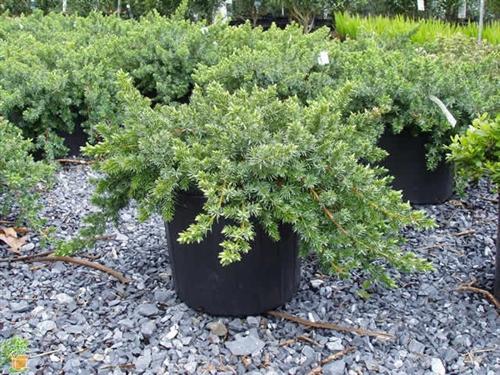 Juniperus Conferta 'blue Pacific' - View 9 from www redcrocus com