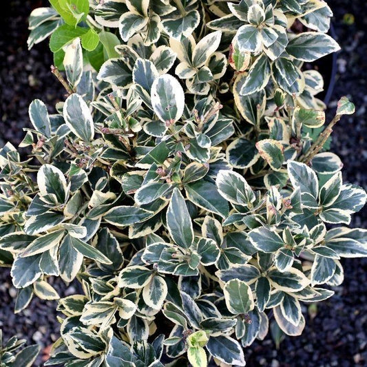 Euonymus Japonicus Silver King Cone - View 10 from www redcrocus com