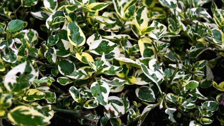 Euonymus Japonicus Silver King Cone - View 13 from www redcrocus com