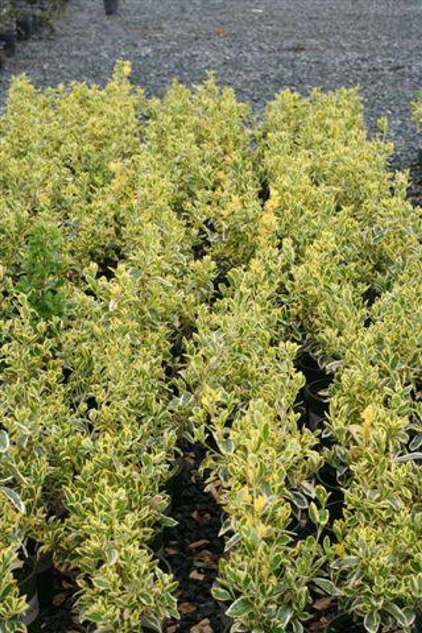 Euonymus Japonicus Silver King Cone - View 14 from www redcrocus com