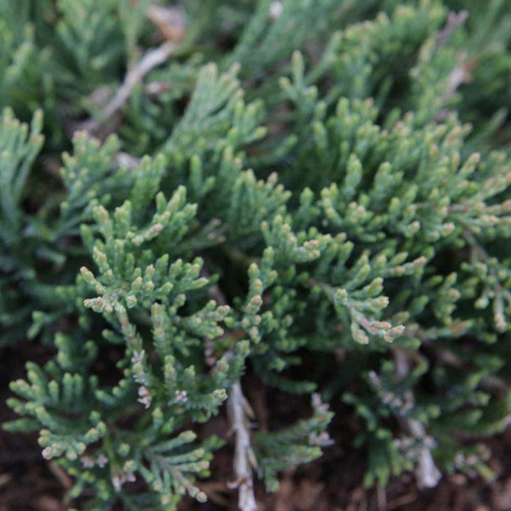 Juniperus Horizontalis Wiltonii - View 10 from www redcrocus com