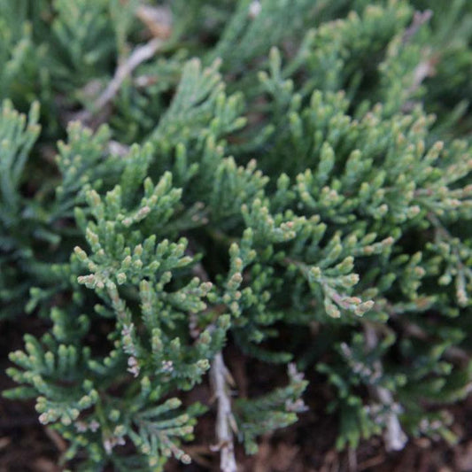 Juniperus Horizontalis Wiltonii - View 10 from www redcrocus com