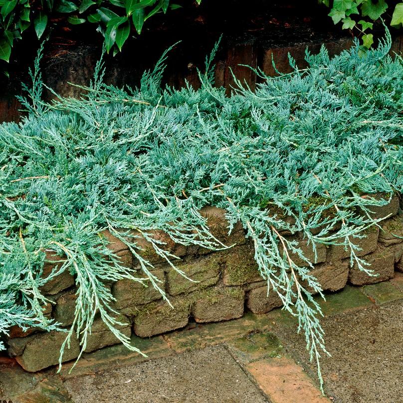 Juniperus Horizontalis Wiltonii - View 11 from www redcrocus com