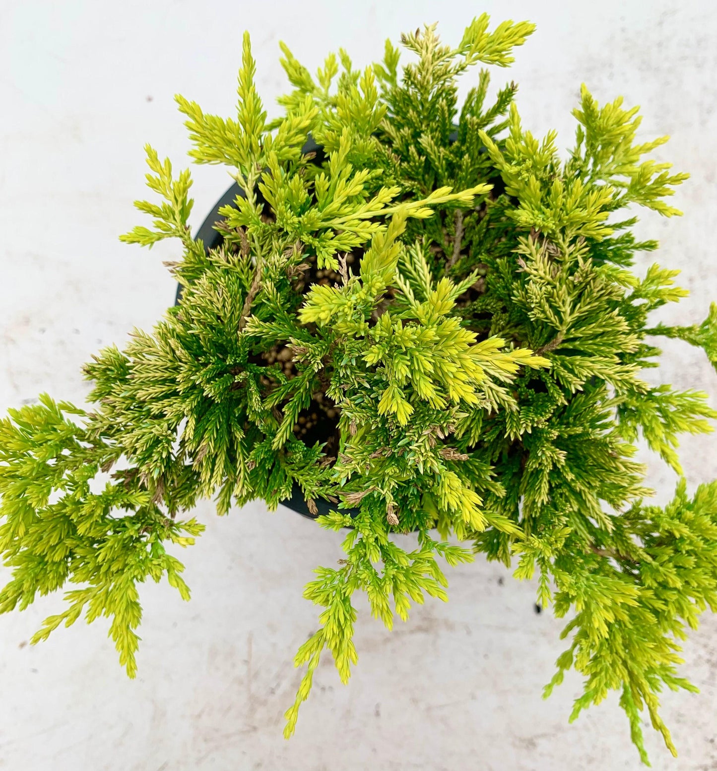 Juniperus Horizontalis Wiltonii - View 13 from www redcrocus com