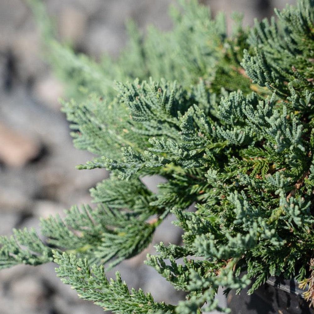 Juniperus Horizontalis Wiltonii - View 14 from www redcrocus com