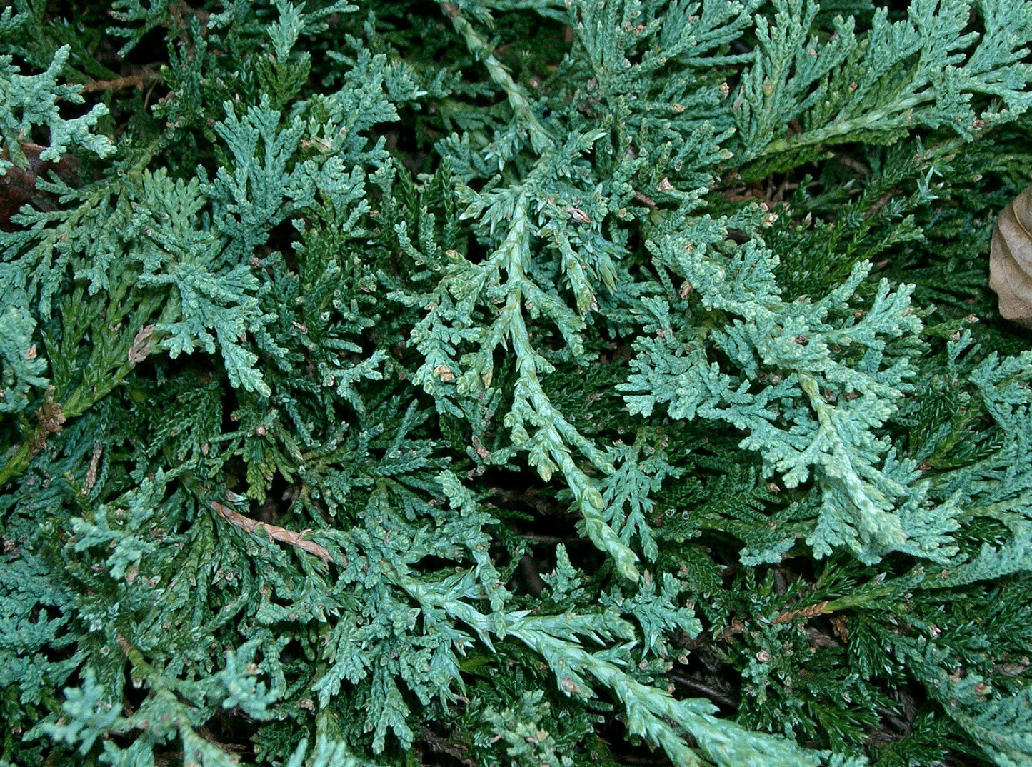 Juniperus Horizontalis Wiltonii - View 15 from www redcrocus com