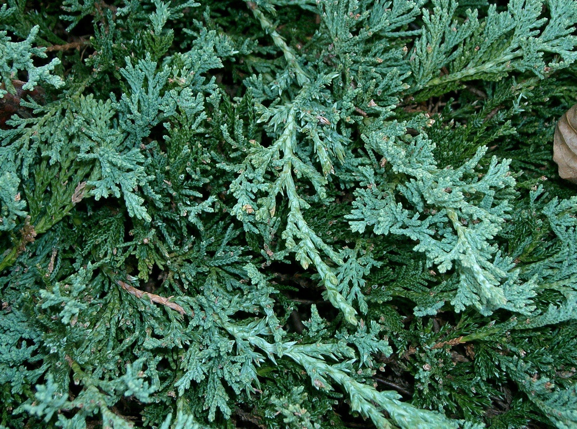 Juniperus Horizontalis Wiltonii - View 15 from www redcrocus com