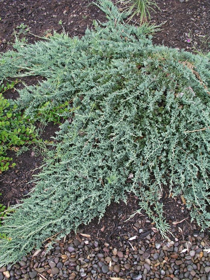 Juniperus Horizontalis Wiltonii - View 16 from www redcrocus com