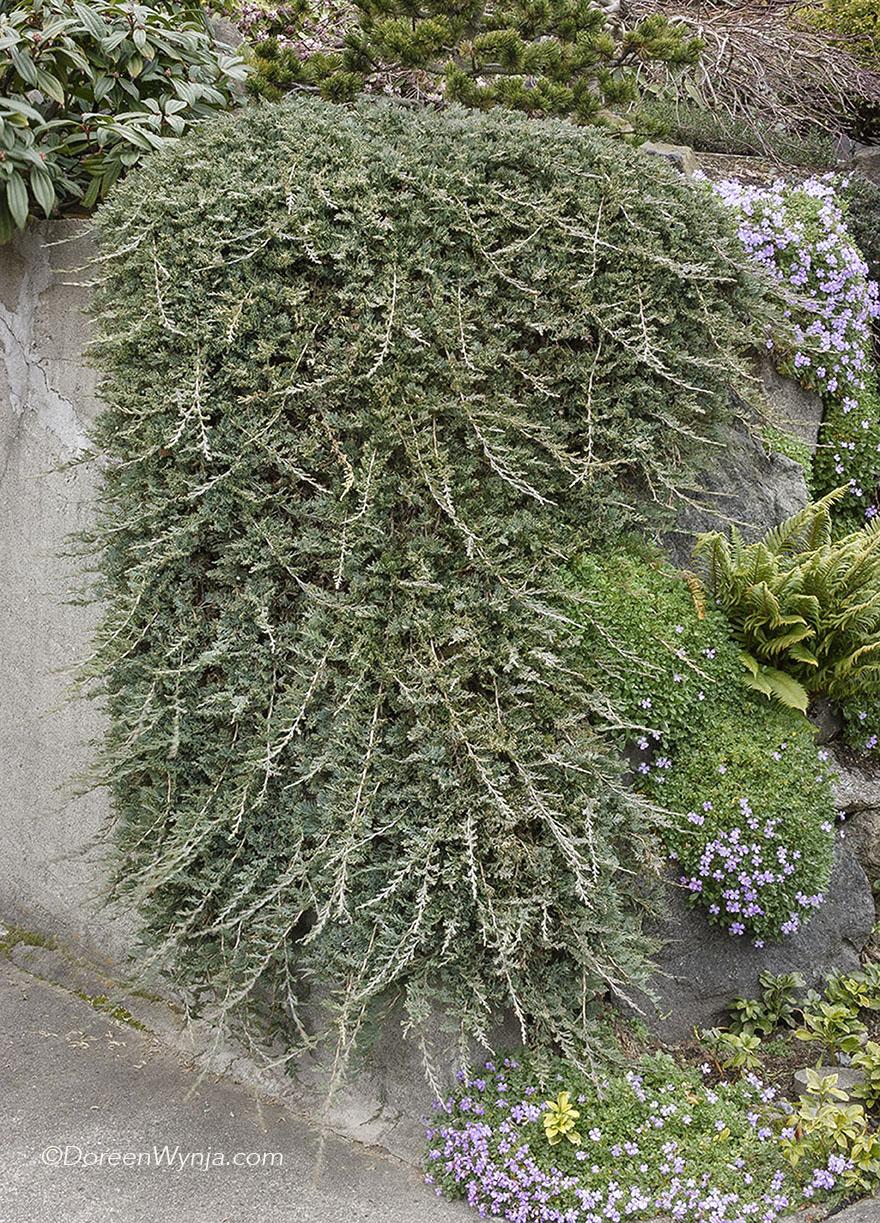 Juniperus Horizontalis Wiltonii - View 3 from www redcrocus com