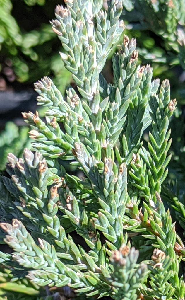 Juniperus Horizontalis Wiltonii - View 4 from www redcrocus com