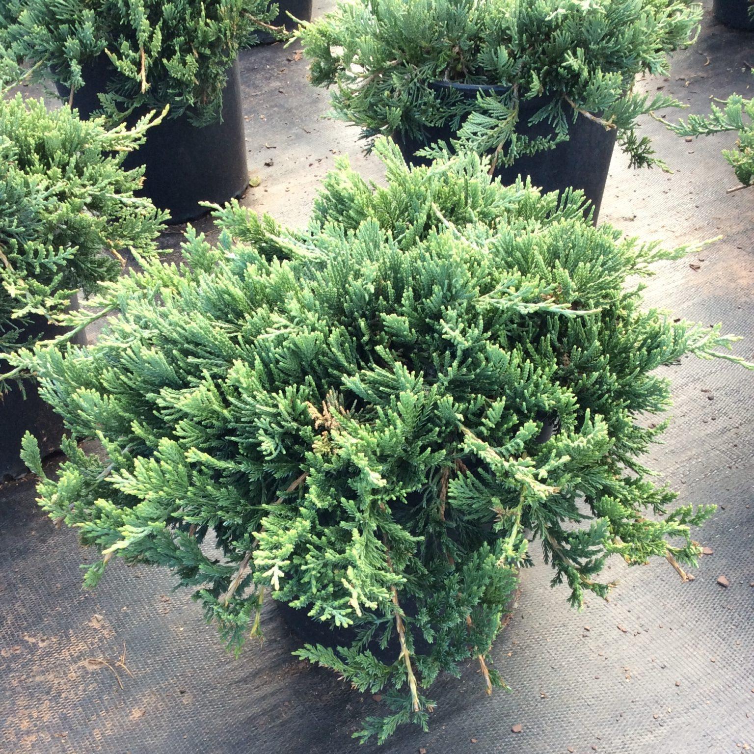 Juniperus Horizontalis Wiltonii - View 5 from www redcrocus com