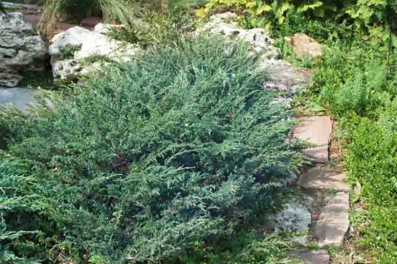 Juniperus Horizontalis Wiltonii - View 6 from www redcrocus com