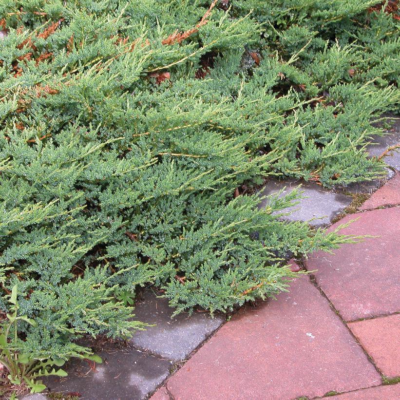 Juniperus Horizontalis Wiltonii - View 8 from www redcrocus com
