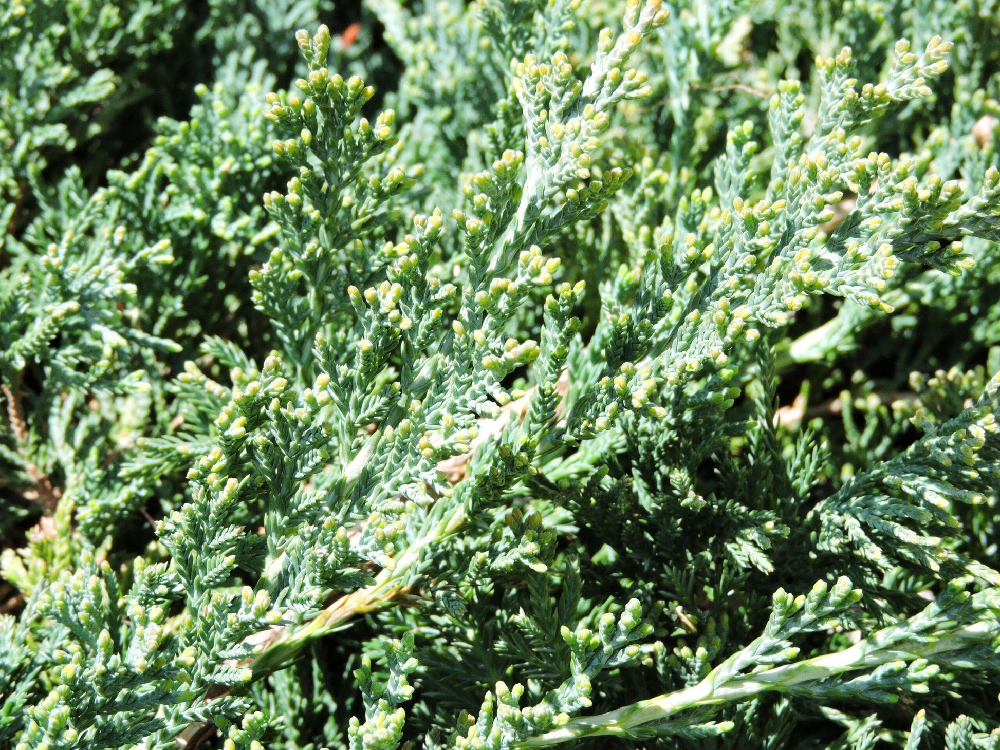 Juniperus Horizontalis Wiltonii - View 9 from www redcrocus com