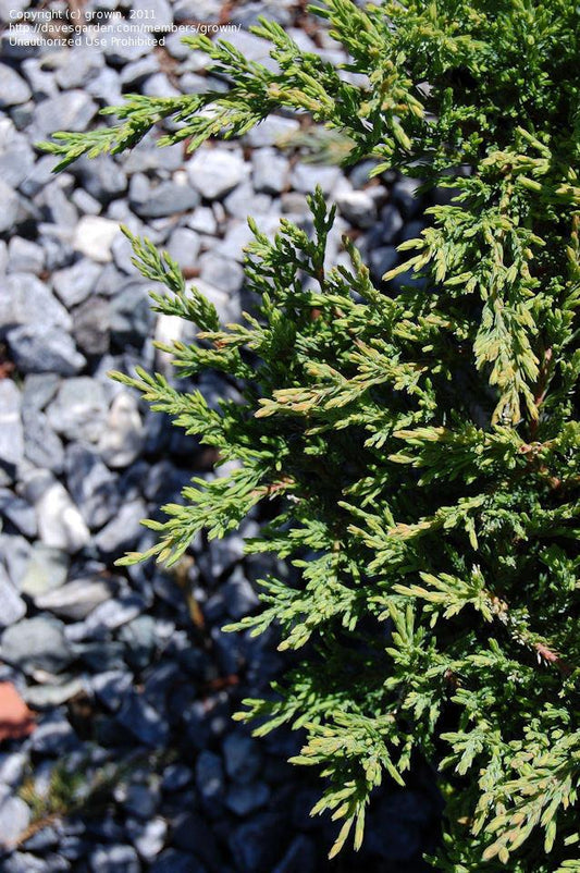 Juniperus Horizontalis Youngstown - View 10 from www redcrocus com