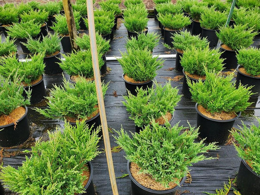 Juniperus Horizontalis Youngstown - View 11 from www redcrocus com