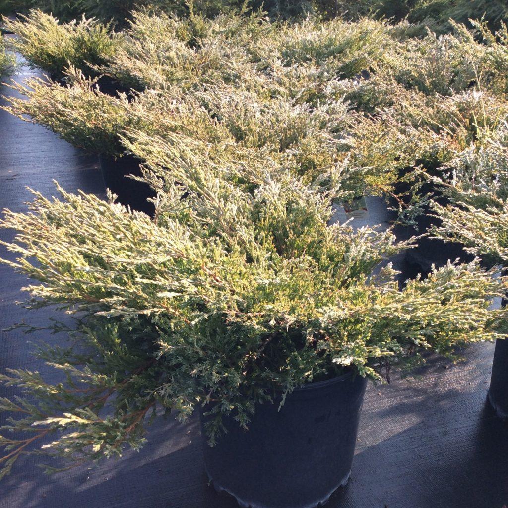 Juniperus Horizontalis Youngstown - View 2 from www redcrocus com