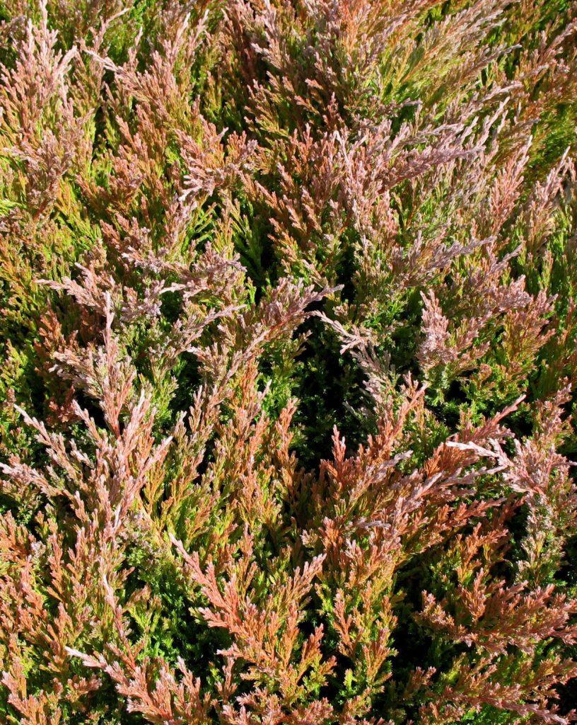 Juniperus Horizontalis Youngstown - View 6 from www redcrocus com