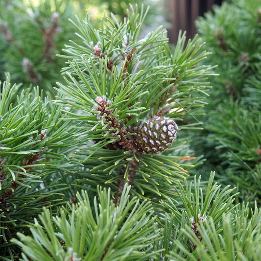 Pinus Mugo Slowmound - View 10 from www redcrocus com