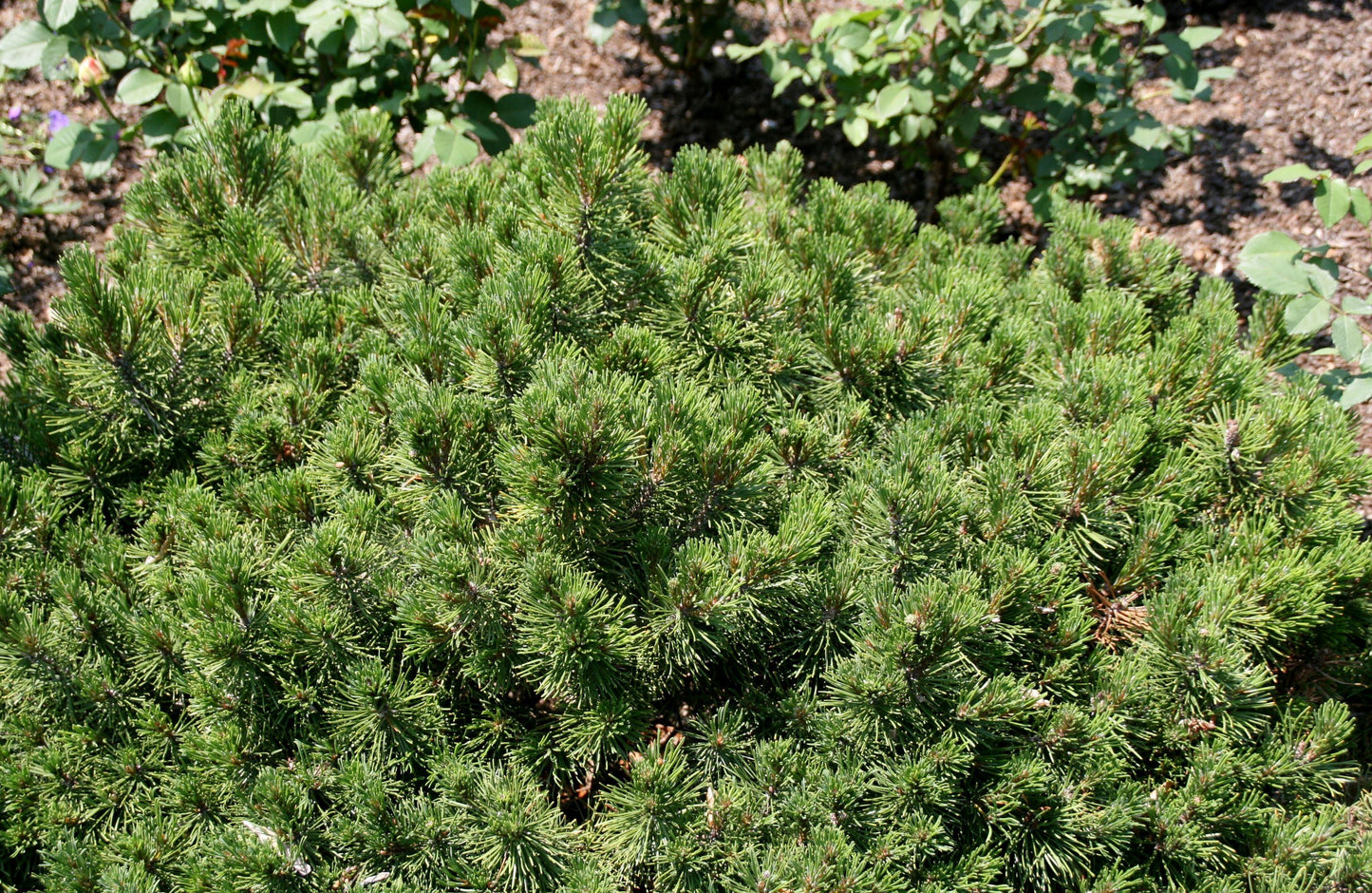 Pinus Mugo Slowmound - View 12 from www redcrocus com
