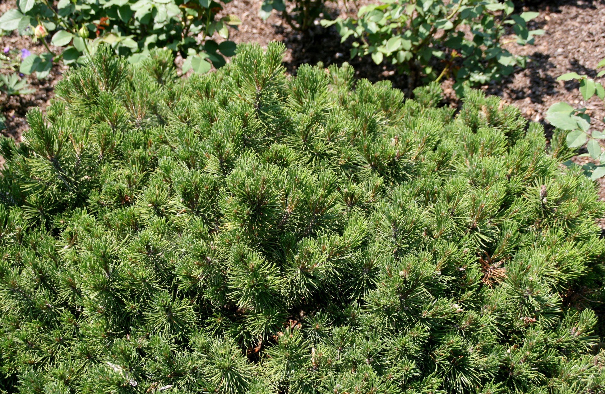 Pinus Mugo Slowmound - View 12 from www redcrocus com