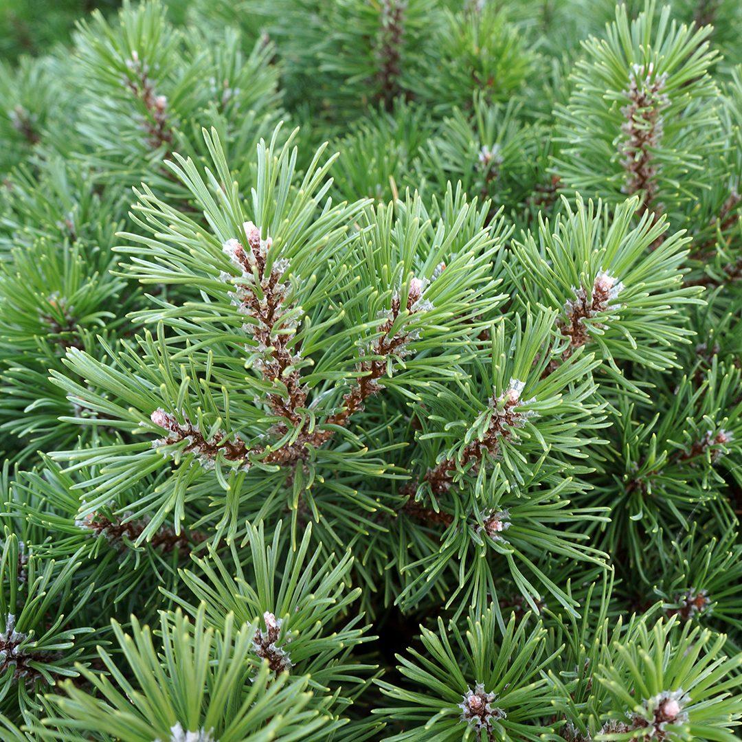 Pinus Mugo Slowmound - View 17 from www redcrocus com