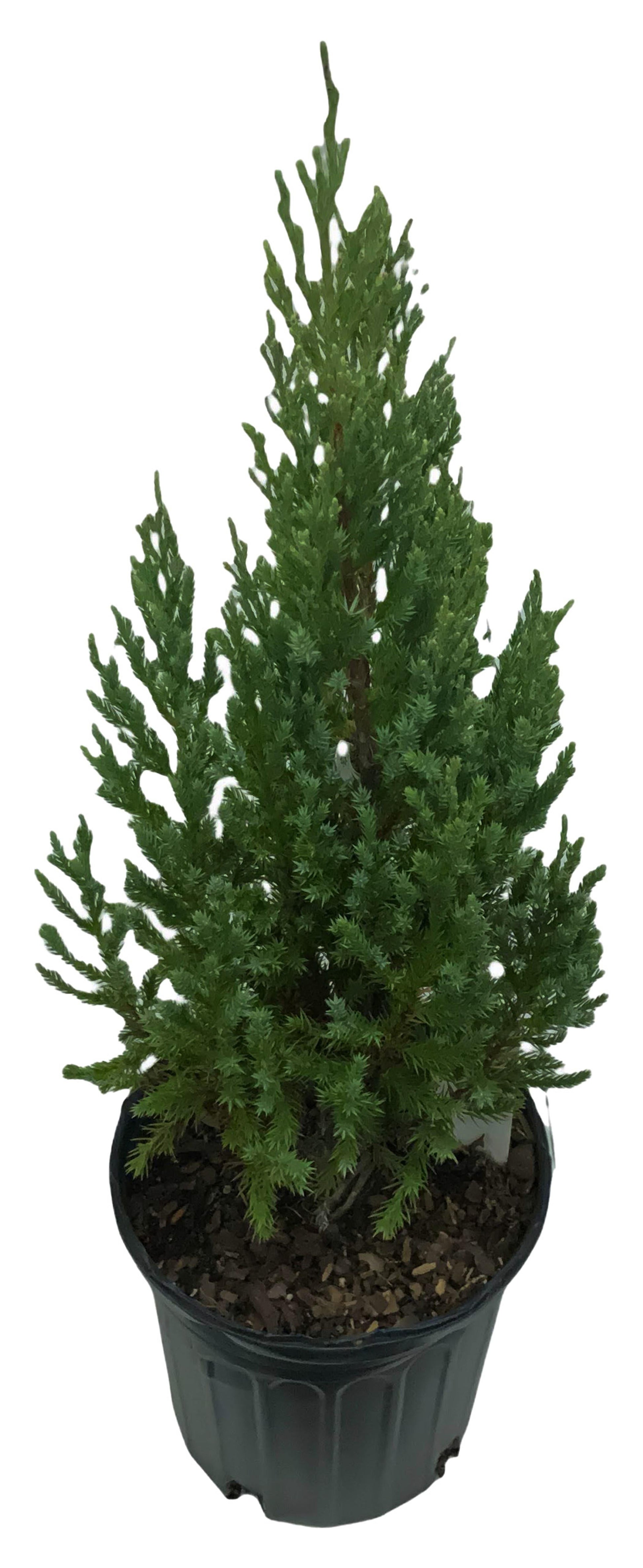 Juniperus Chinensis Blue Point - View 10 from www redcrocus com