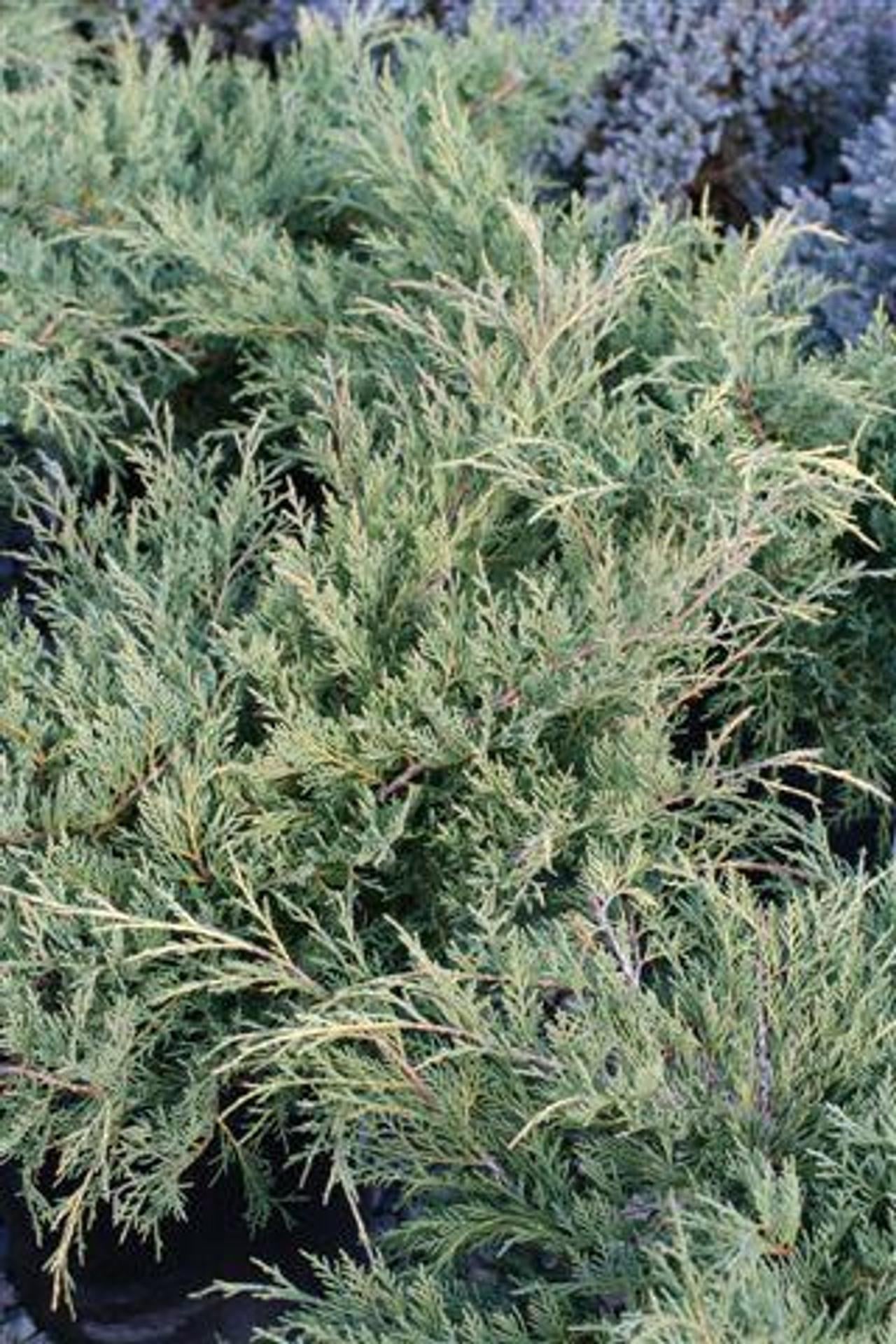 Juniperus Chinensis Blue Point - View 19 from www redcrocus com