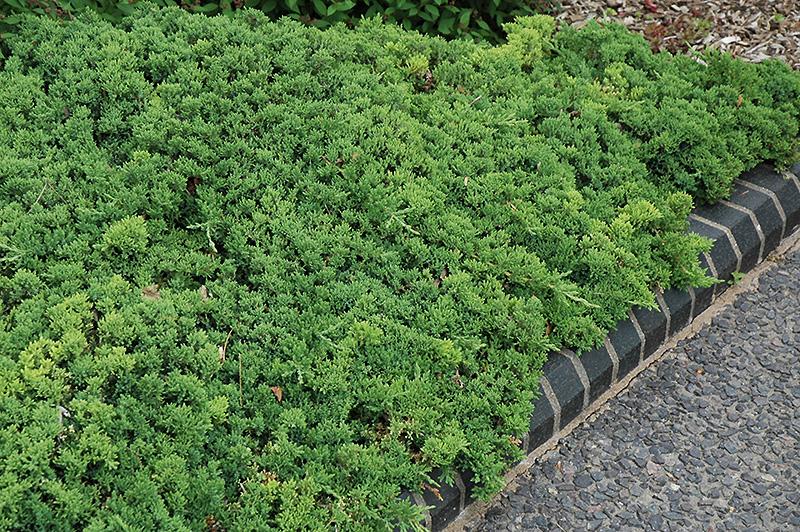 Juniperus Procumbens Greenmound - View 12 from www redcrocus com