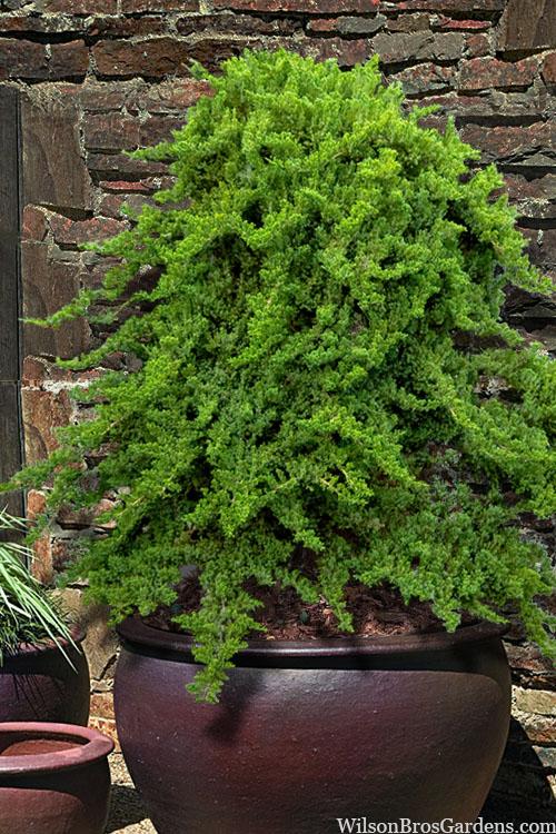 Juniperus Procumbens Greenmound - View 15 from www redcrocus com