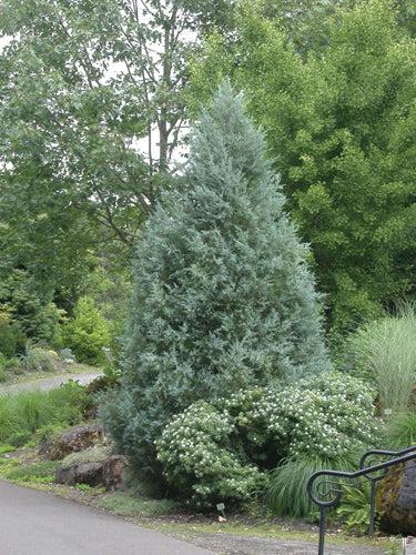 Juniperus Scopulorum 'moonglow' - View 15 from www redcrocus com