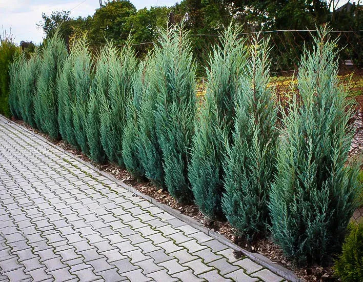 Juniperus Scopulorum 'moonglow' - View 16 from www redcrocus com
