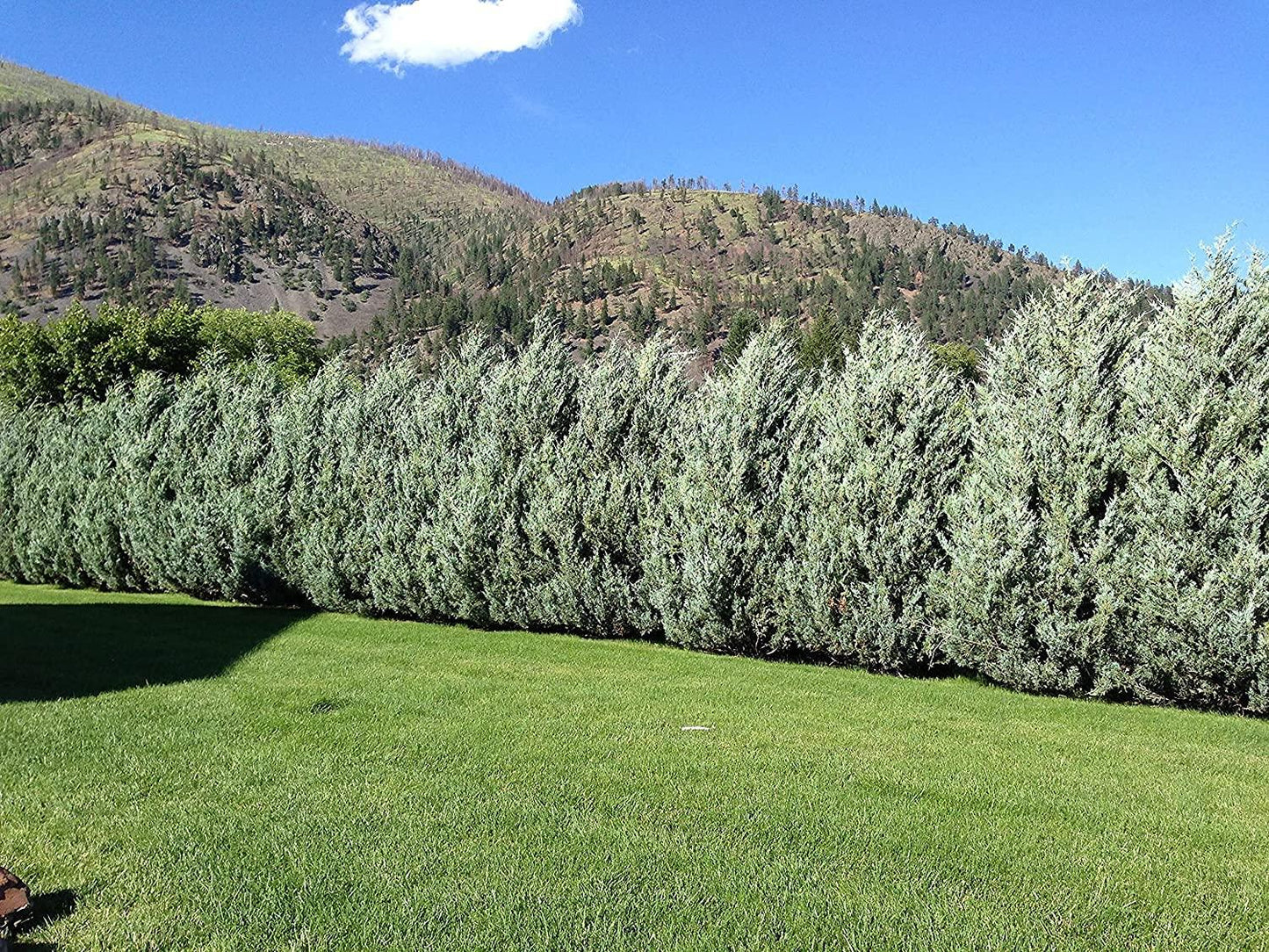 Juniperus Scopulorum 'moonglow' - View 23 from www redcrocus com